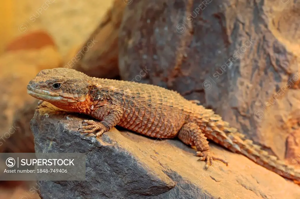 East African Spiny-tailed Lizard, Dwarf Sungazer or Tropical Girdled Lizard (Cordylus tropidosternum), native to Africa, in captivity, Germany, Europe