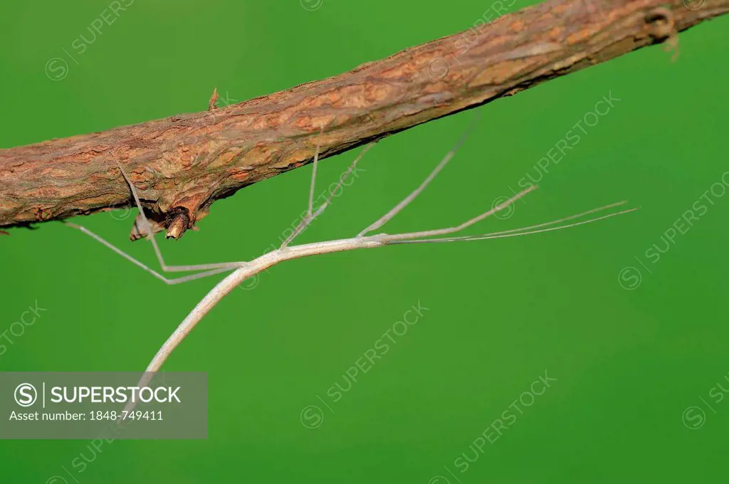 Pink-winged Stick Insect (Sipyloidea sipylus), nymph, native to Southeast Asia, in captivity, Bergkamen, North Rhine-Westphalia, Germany, Europe