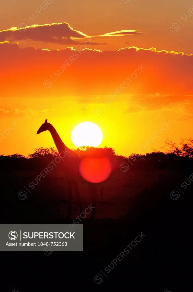 Giraffe at sunset in Okaukuejo, Etosha National Park, Namibia, Africa