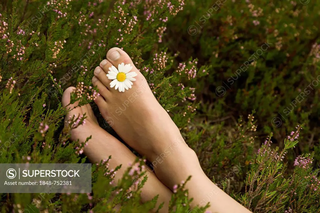 Young woman with a daisy (Leucanthemum vulgare) between her toes on a heather carpet