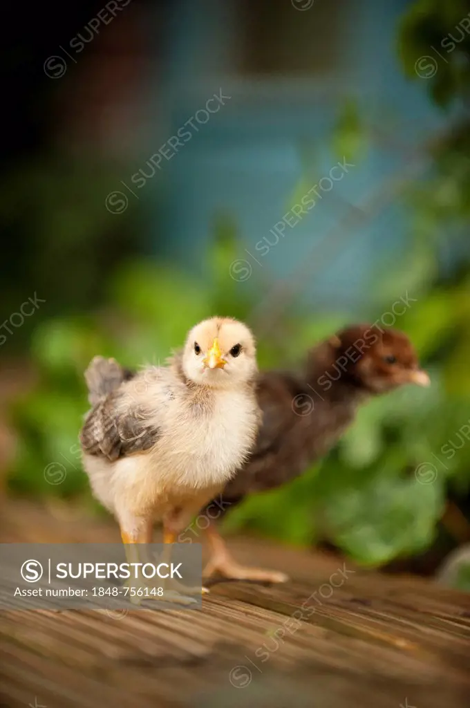 Two chicks