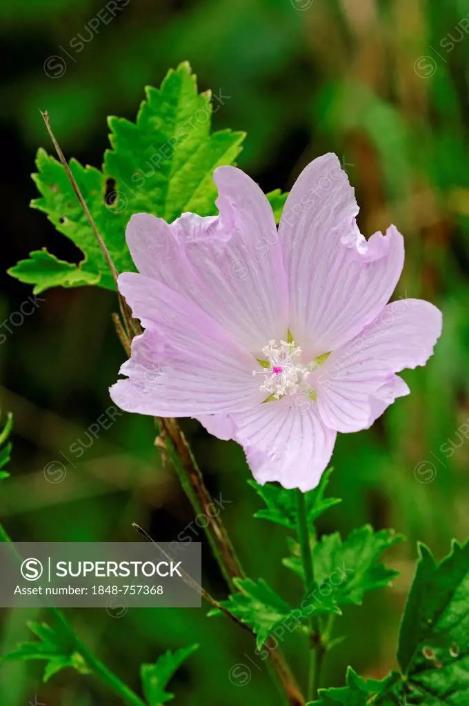 Greater Musk-mallow, Cut-leaved Mallow, Vervain Mallow or Hollyhock Mallow (Malva alcea), North Rhine-Westphalia, Germany, Europe