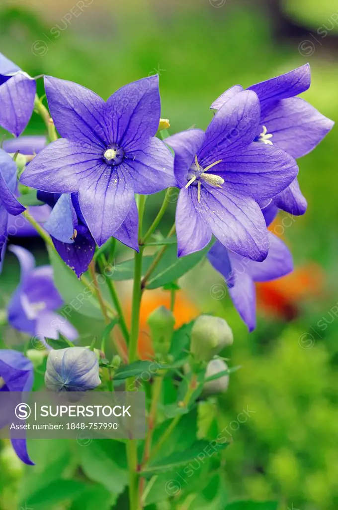 Chinese Bellflower or Common Balloon Flower (Platycodon grandiflorus, Campanula glauca, Campanula grandiflora, Platycodon glaucus, Platycodon grandifl...