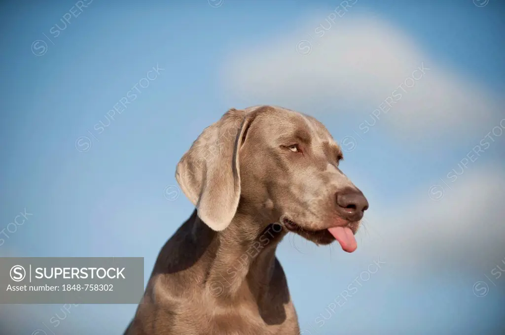 Weimaraner, portrait with its tongue sticking out