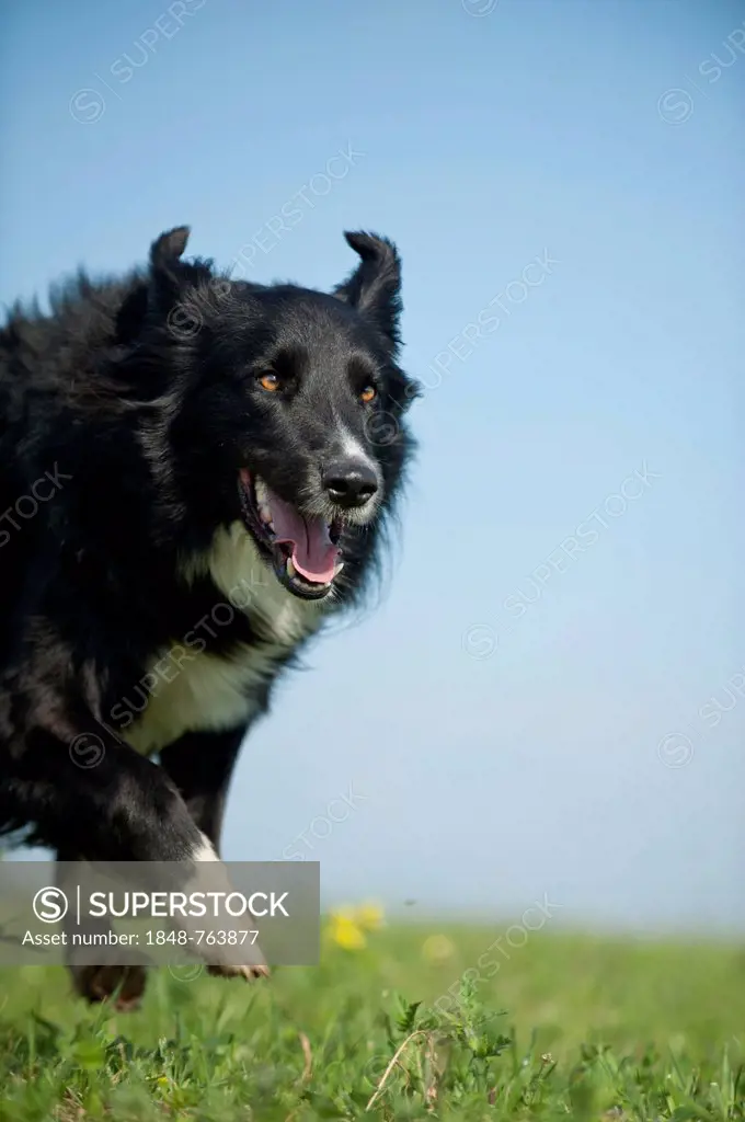 Border Collie running across a meadow