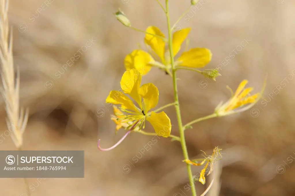 Yellow Mouse-whiskers, (Cleome angustifolia), Tsisab Gorge, Brandberg, Damaraland, Namibia, Africa