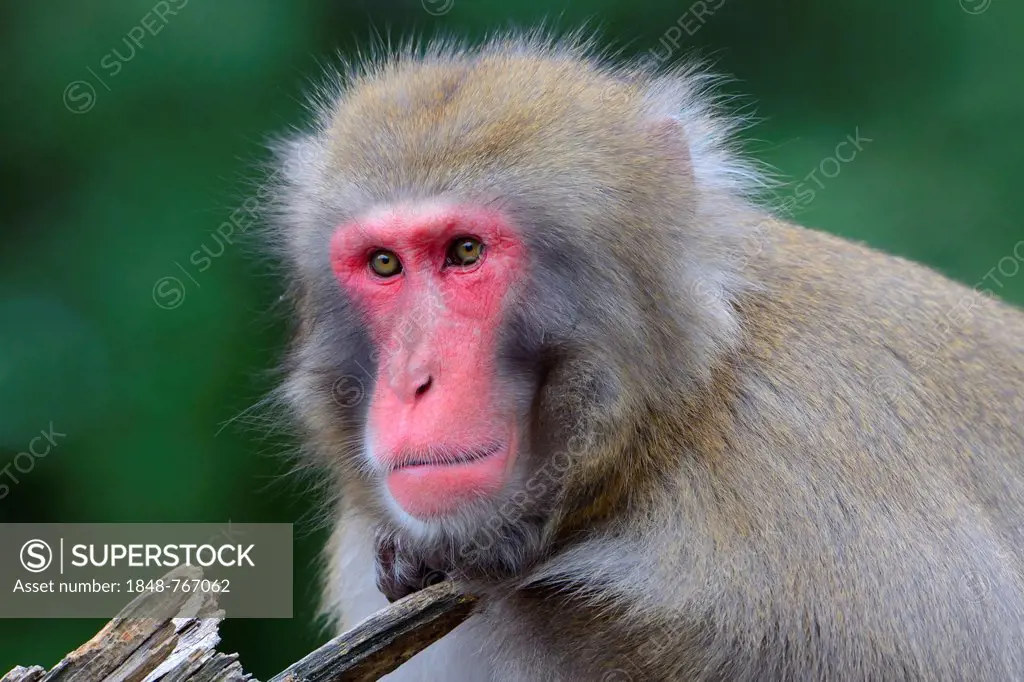 Japanese Macaque (Macaca fuscata)