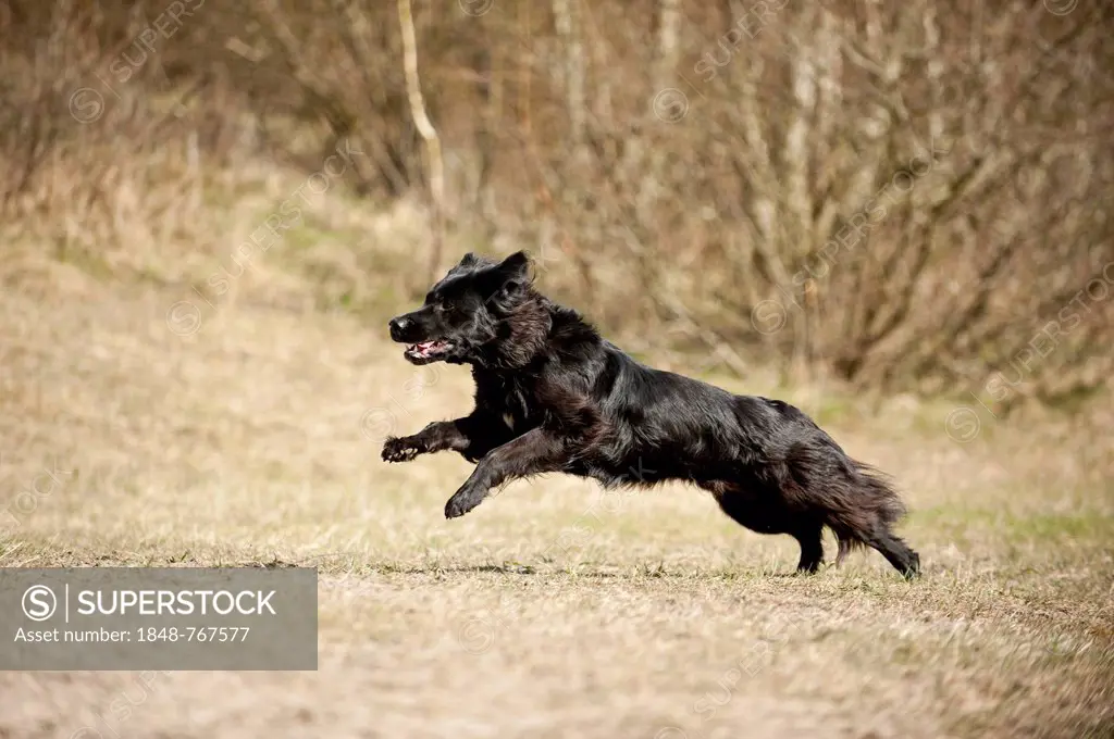 Black mixed breed dog running across a meadow