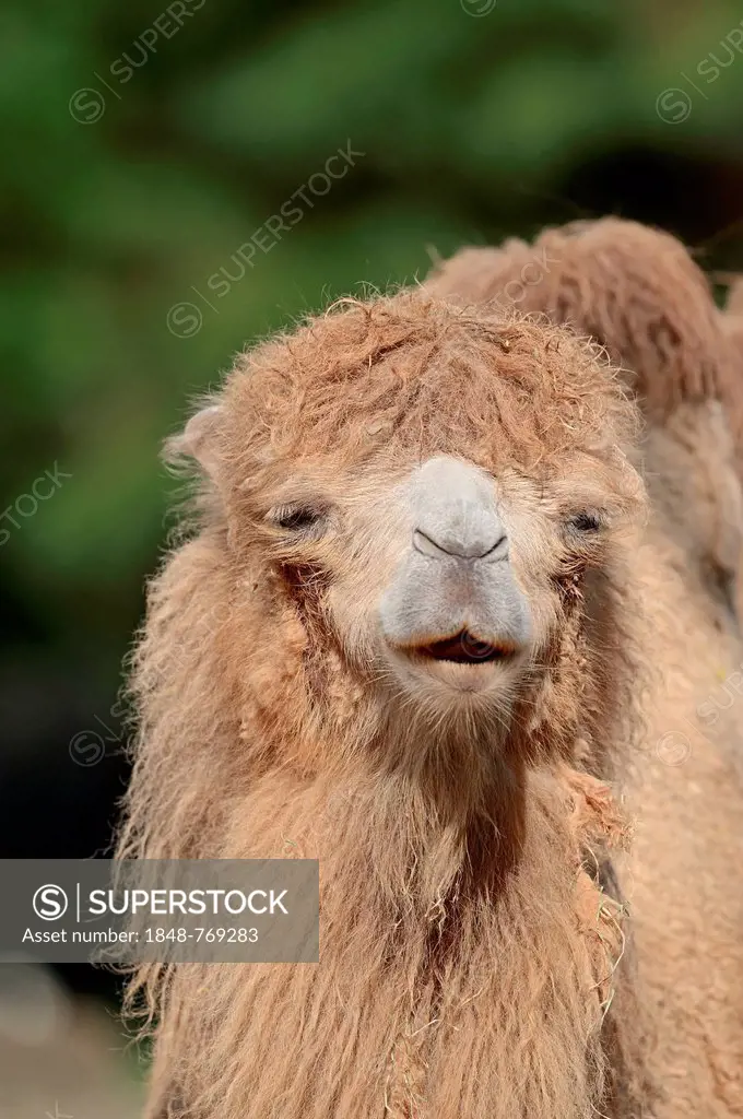 Bactrian Camel (Camelus ferus bactrianus, Camelus bactrianus bactrianus), native to Asia, captive