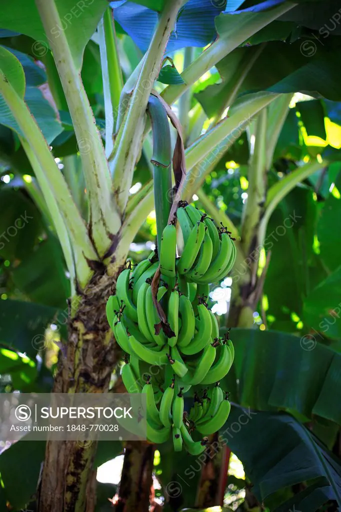 Bananas (Musa sp.) growing in a banana plantation