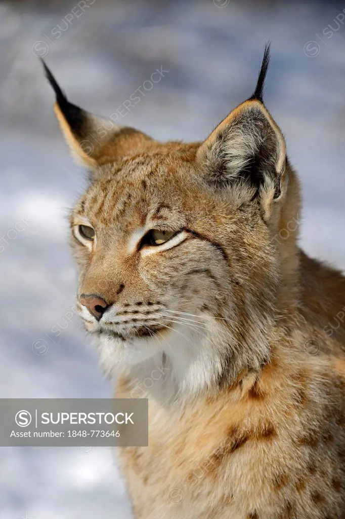 Eurasian Lynx (Lynx lynx), portrait in winter