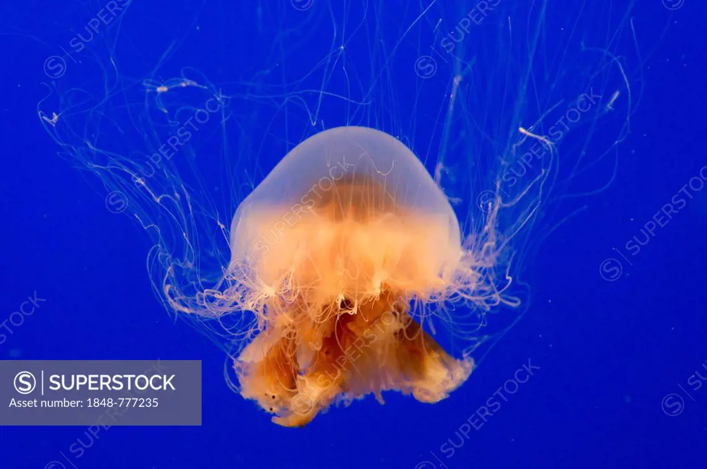 Lion's mane jellyfish (Cyanea capillata)