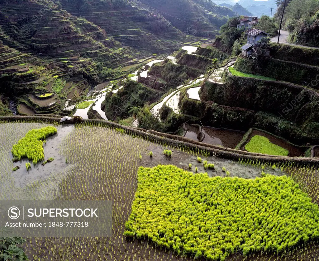 Banaue Rice Terraces, also known as musuan peak