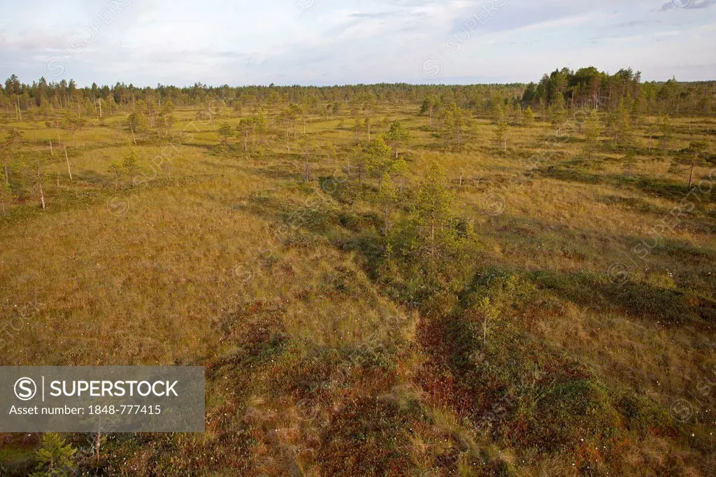 Moor landscape