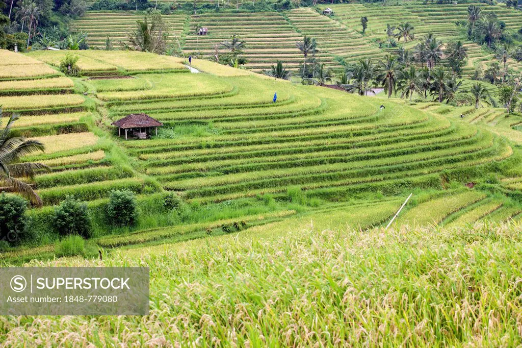 Rice fields