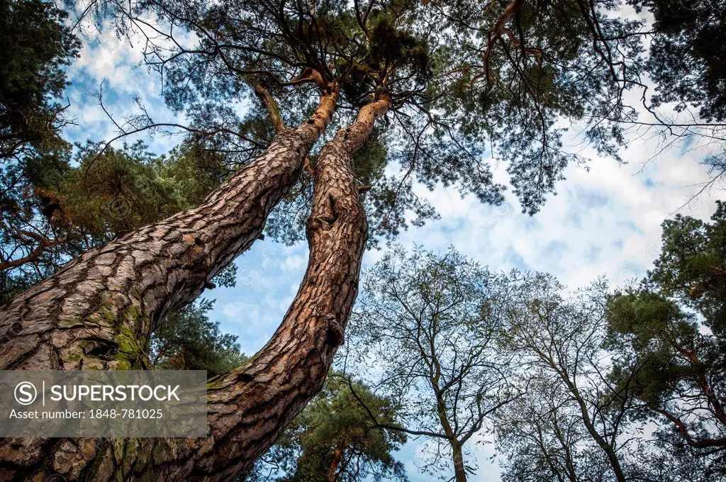 Crown of a pine tree (Pinus)