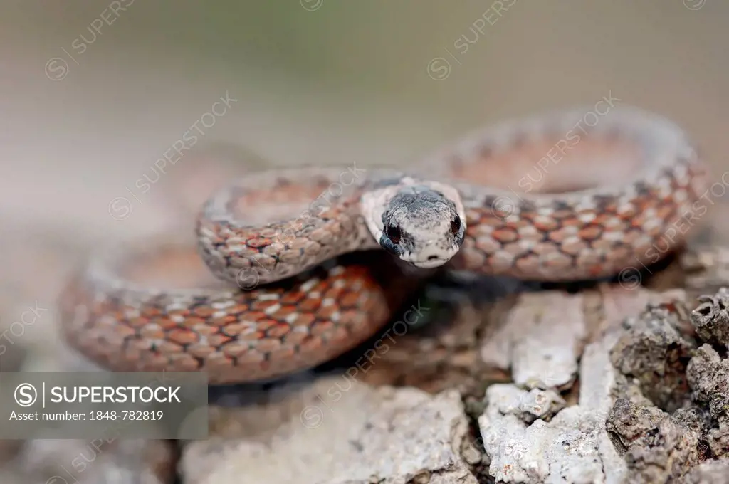 Florida Brown Snake or De Kay's Snake (Storeria dekayi victa, Storeria victa)