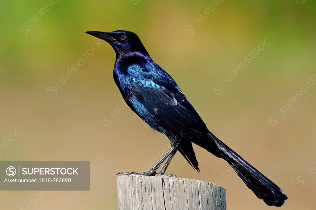 Boat-tailed Grackle (Quiscalus major), male perched on a fence post