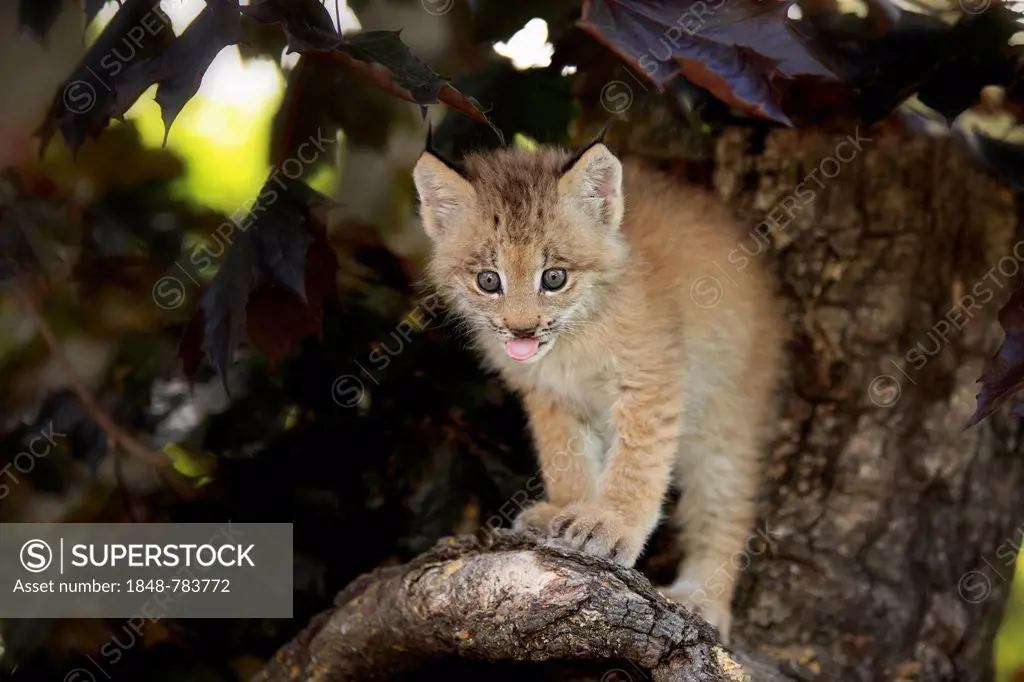 Canada Lynx (Lynx canadensis), cub, eight weeks old, in a den, captive