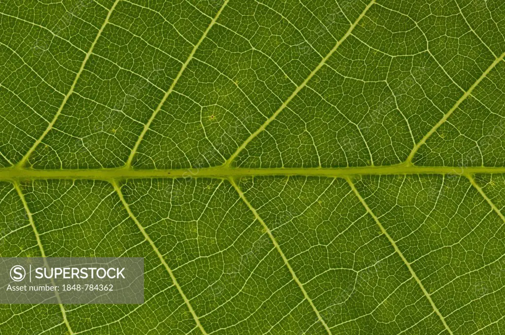 Leaf structure of the Persian Walnut or Common Walnut (Juglans regia), detail