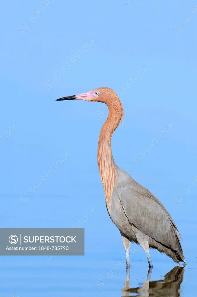 Reddish Egret (Dichromanassa rufescens, Egretta rufescens)