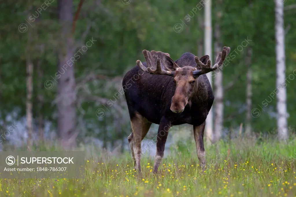 Eurasian Elk or Moose (Alces alces), bull