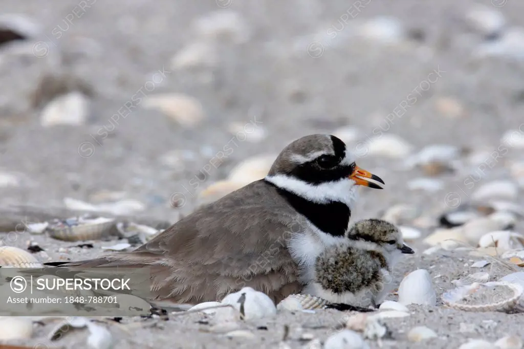 Ringed Plover (Charadrius hiaticula) brooding on a nest with a chick