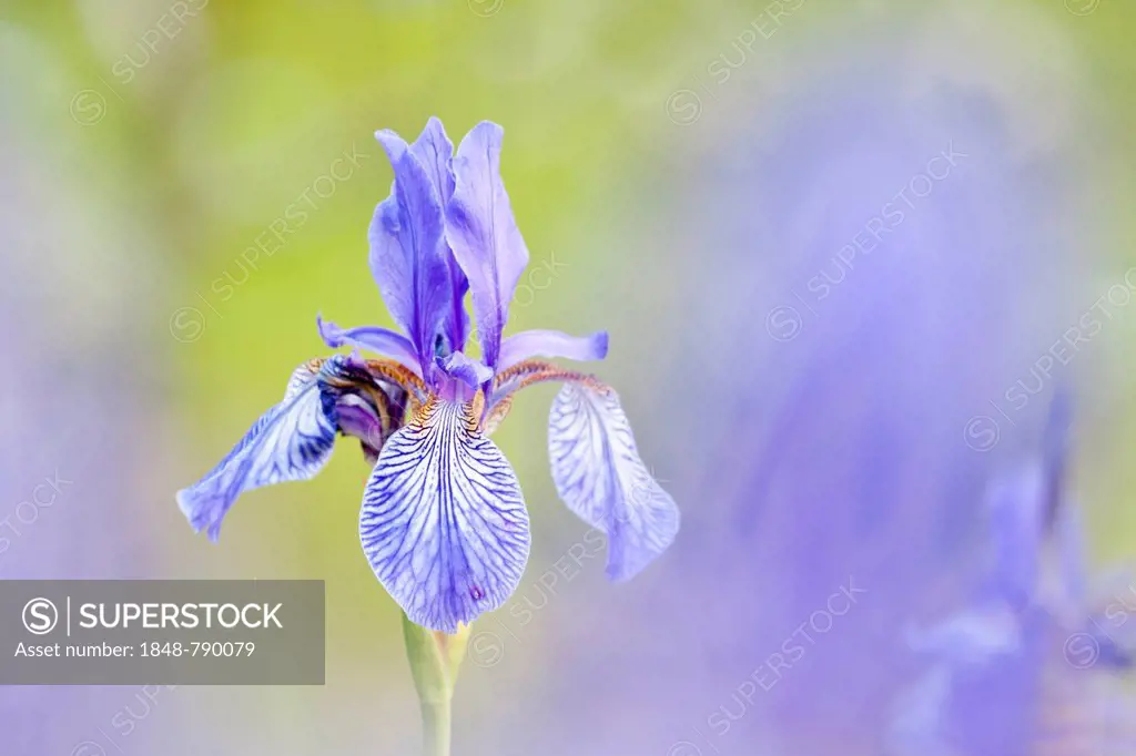 Siberian Iris (Iris sibirica)