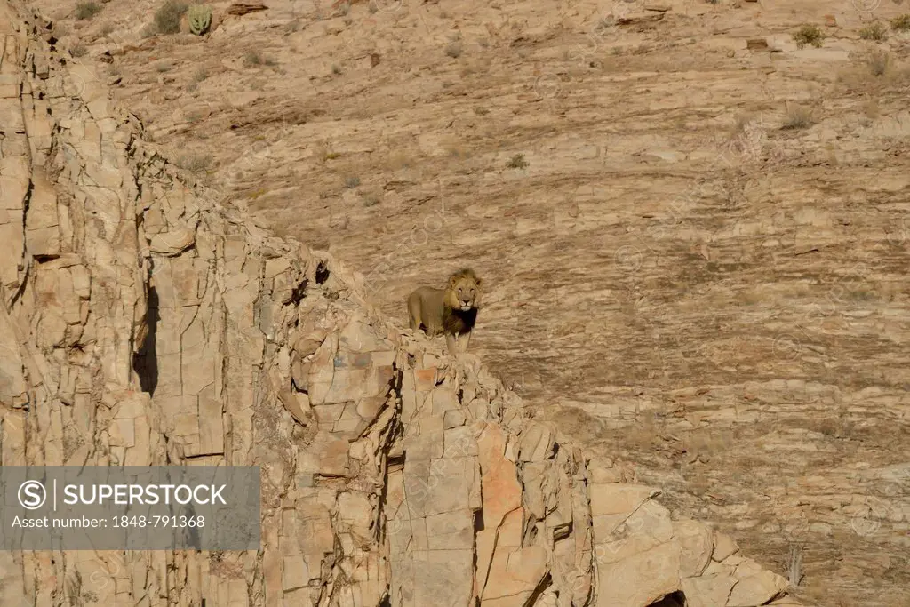 Male Desert Lion (Panthera leo) named Rosh on a rock in the dry river bed of the Obias River