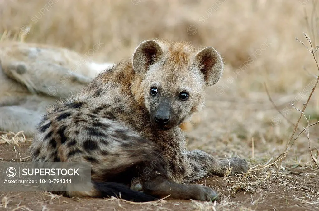 Spotted Hyena or Laughing Hyena (Crocuta crocuta)