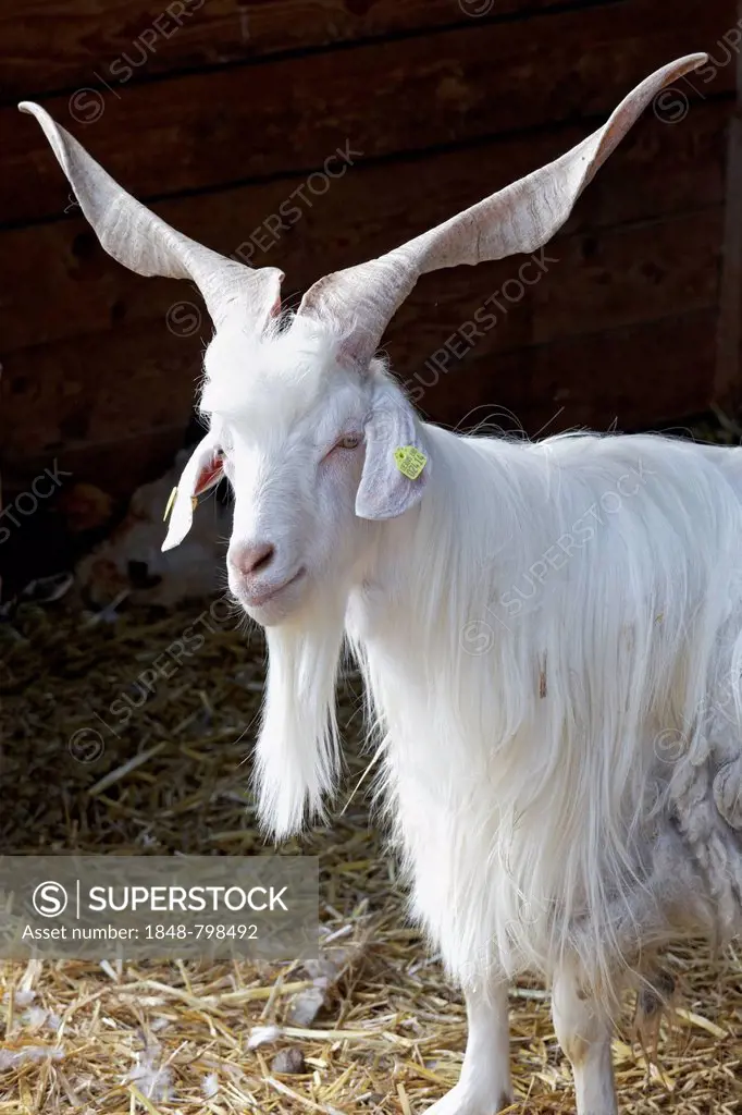 Girgentana goat, domestic goat with corkscrew-like horns, in a stable