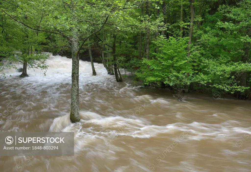 Waterfall on the Selke River during a flood, torrential floods, trees flooded by water