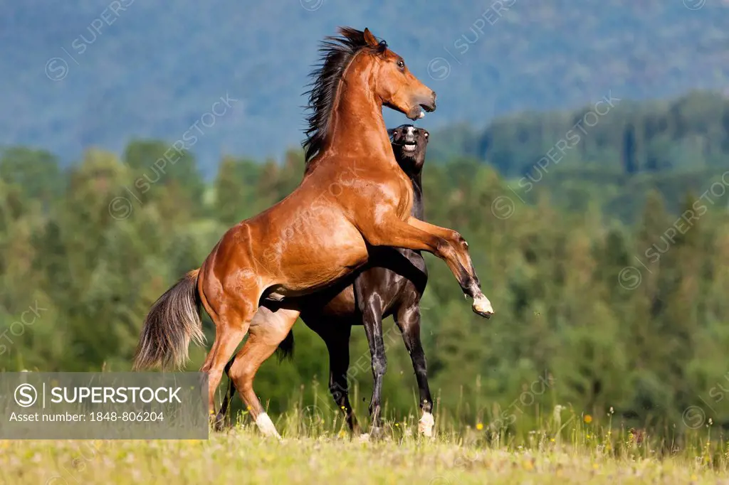 Austrian Warmblood and a Morgan Horse stallion fighting