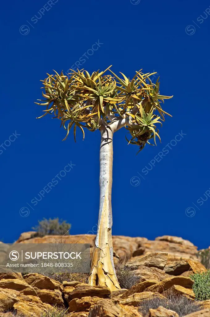 Quiver Tree or Kokerboom (Aloe dichotoma), Goegap Nature Reserve, Springbok, Namaqualand, Northern Cape, South Africa