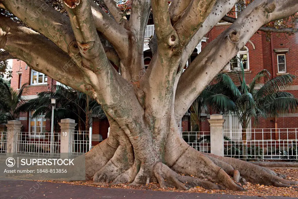 Moreton Bay Fig tree (Ficus macrophylla) on Murray Street, Perth, Western Australia, Australia