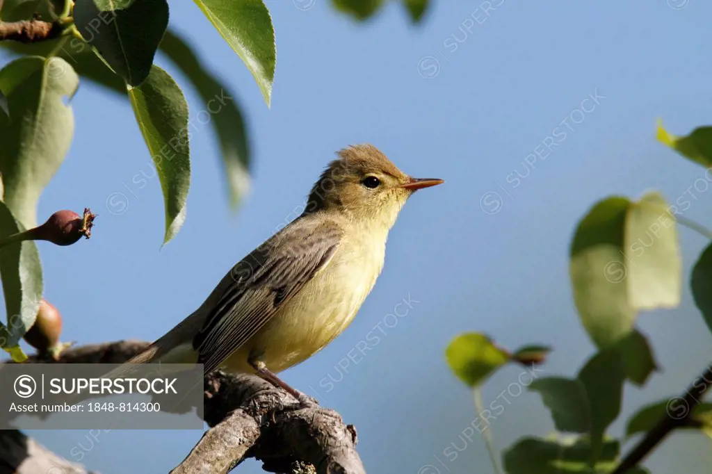 Icterine Warbler (Hippolais icterina) on perch, Lower Saxony, Germany