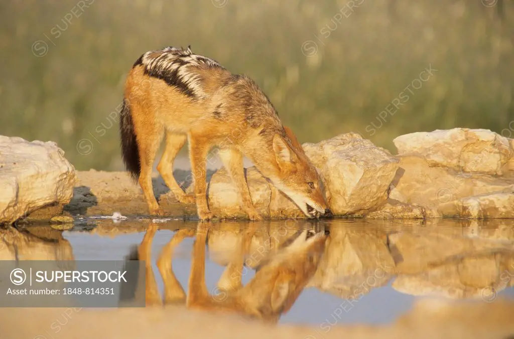 Black-backed Jackal (Canis mesomelas) drinking at a water hole, Kgalagadi Transfrontier Park, South Africa