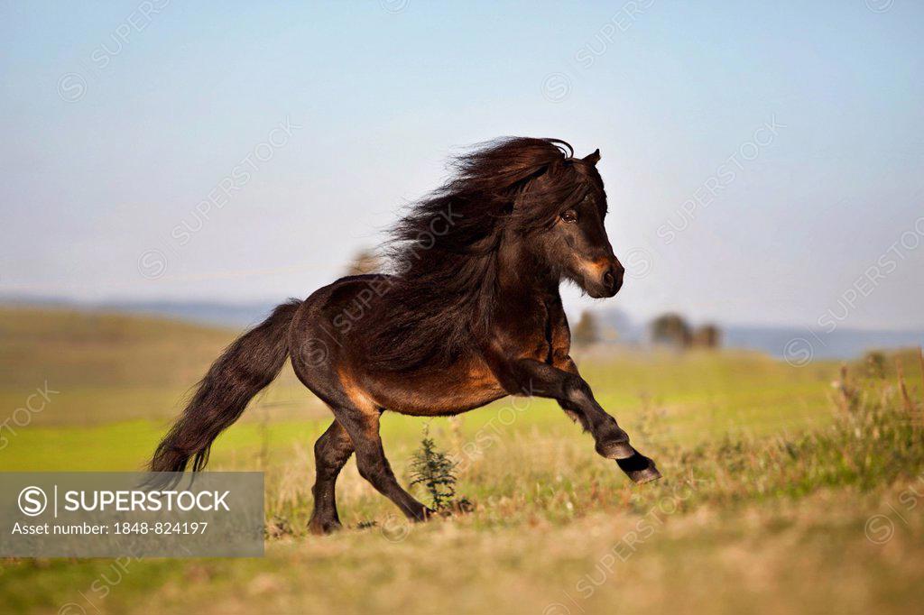 Mini Shetland pony, stallion, black brown, galloping over meadow -  SuperStock