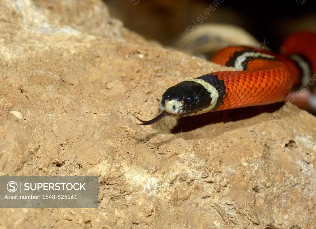 Scarlet kingsnake (Lampropeltis triangulum elapsoides), flicking its tongue, captive, Mexico