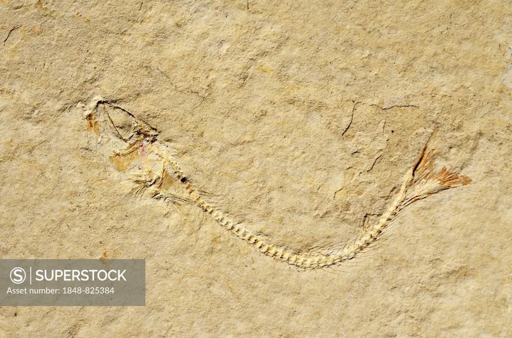 Fossil of a herring-related fish (Anaesthanion angustus), Upper Jurassic, around 150 million years Solnhofen Plattenkalk limestone