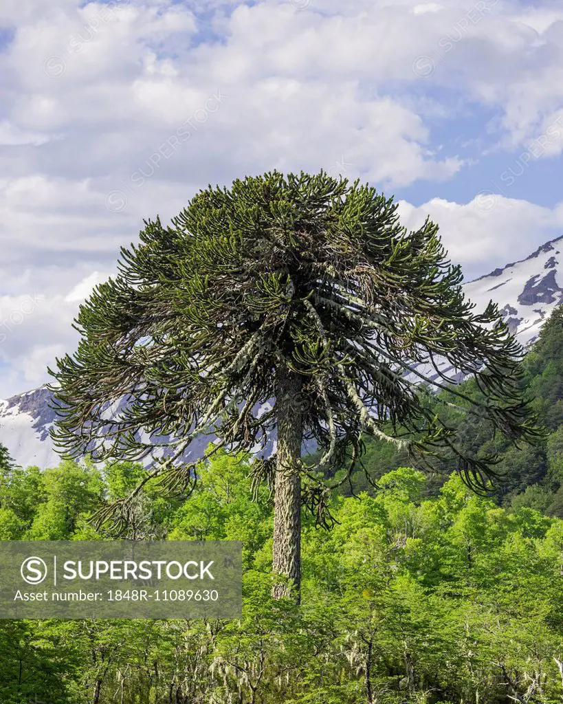 Monkey puzzle tree (Araucaria araucana), Conguillío National Park, Melipeuco, Región de la Araucanía, Chile