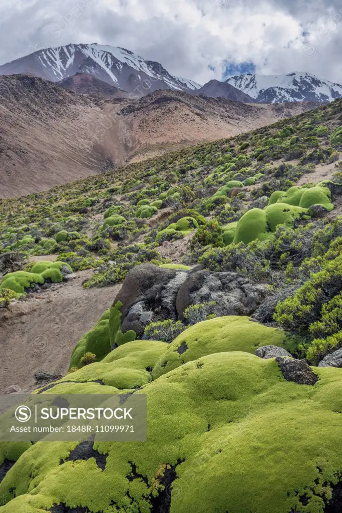 Yareta or Llareta cushion plant (Azorella compacta) growing on the slopes of the Taapacá volcano, Arica y Parinacota Region, Chile