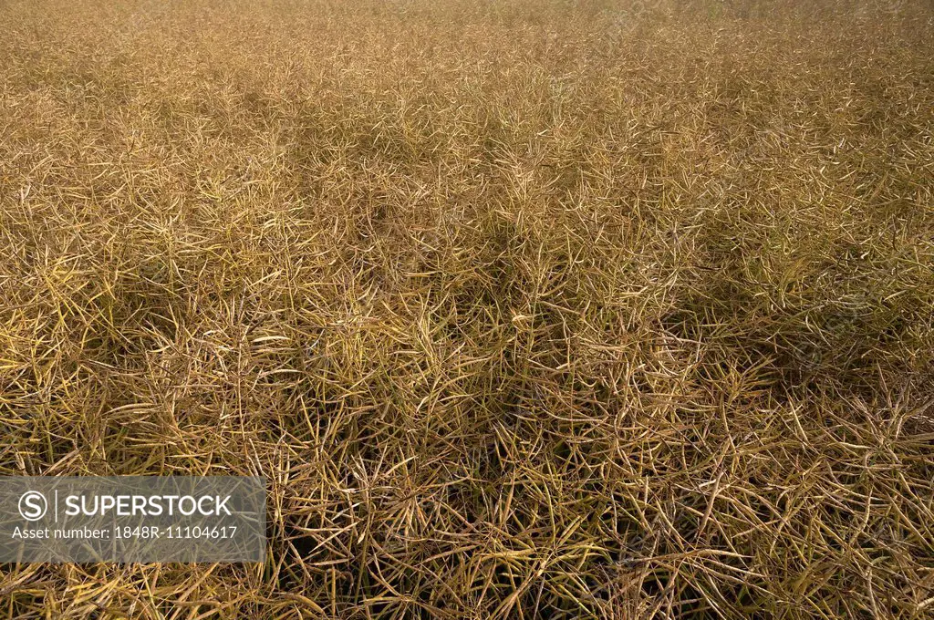 Mature Rape field (Brassica napus), Mecklenburg-Western Pomerania, Germany