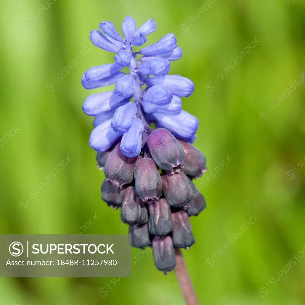 Grape Hyacinth (Muscari sp.)