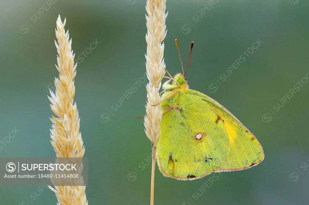 Pale Clouded Yellow (Colias hyale) on a grass seed head, Bulgaria