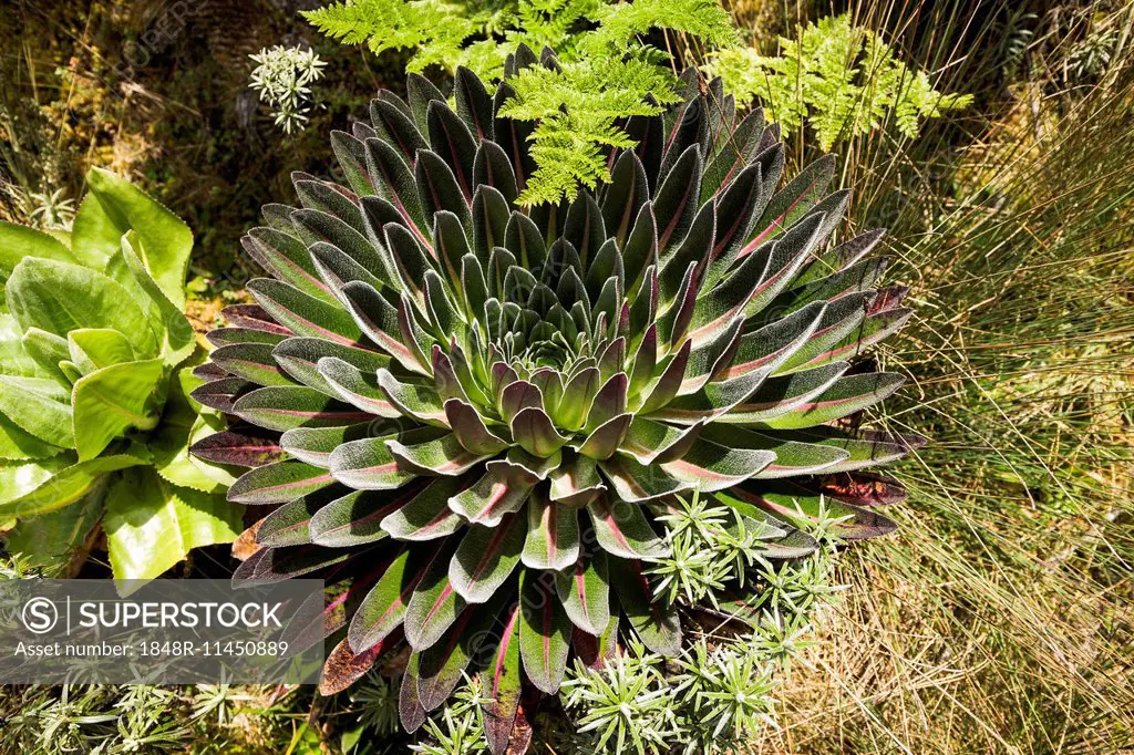 Giant Lobelia (Lobelia deckenii), Rwenzori Mountains, Kasese, Uganda