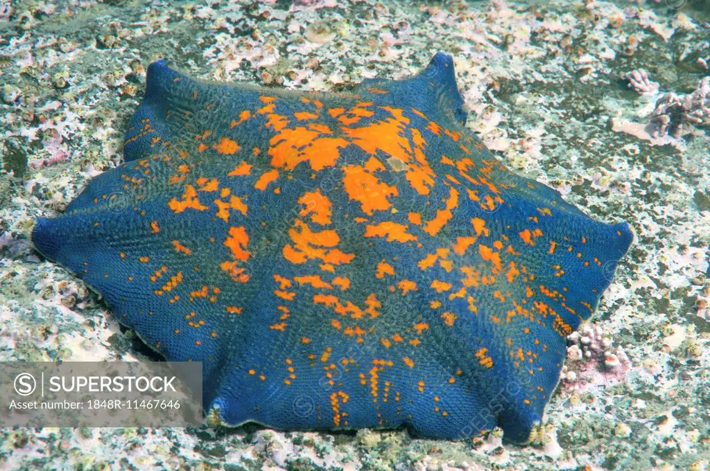 Blue Bat Star (Patiria pectinifera), genetic mutation, six arms instead of five, Sea of Japan, Primorsky Krai, Russia