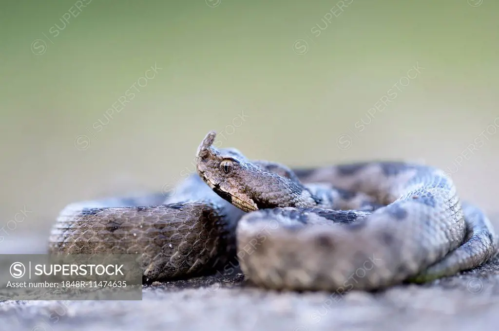 Horned Viper (Vipera ammodytes), male, Pleven region, Bulgaria