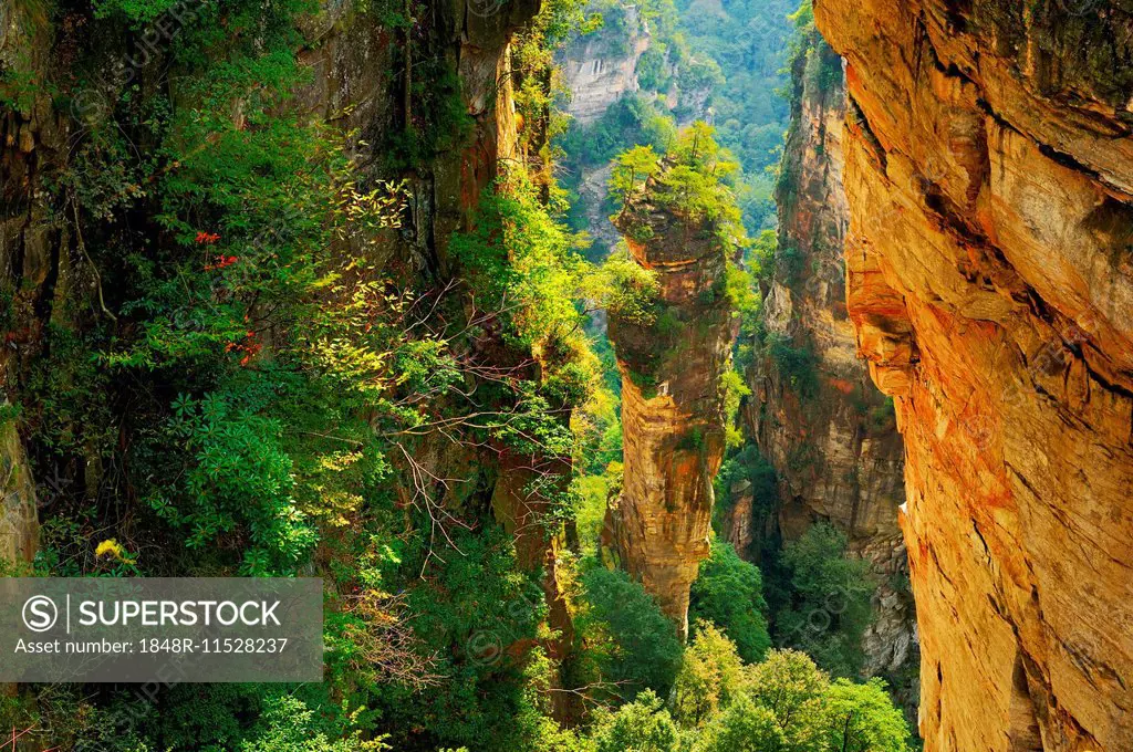 Avatar Mountains with vertical quartz-sandstone pillars, Zhangjiajie National Forest Park, Hunan Province, China