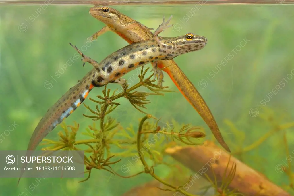 Smooth newt (Triturus vulgaris), male and female during the mating season, North Rhine-Westphalia, Germany